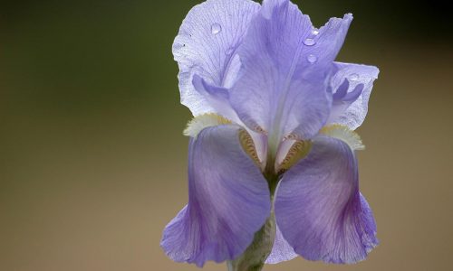 flower, spring, purple-722070.jpg